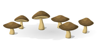 mushrooms2 small
