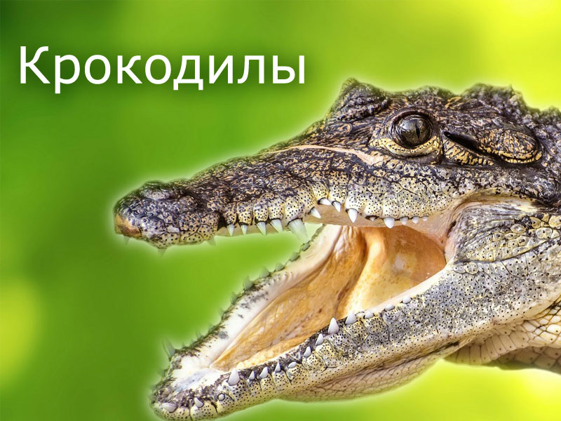 Крокодилы - презентация к уроку биологии
