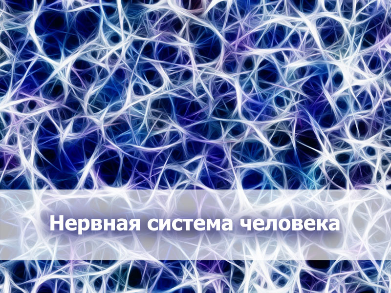 Презентация к уроку биологии на тему Нервная система человека