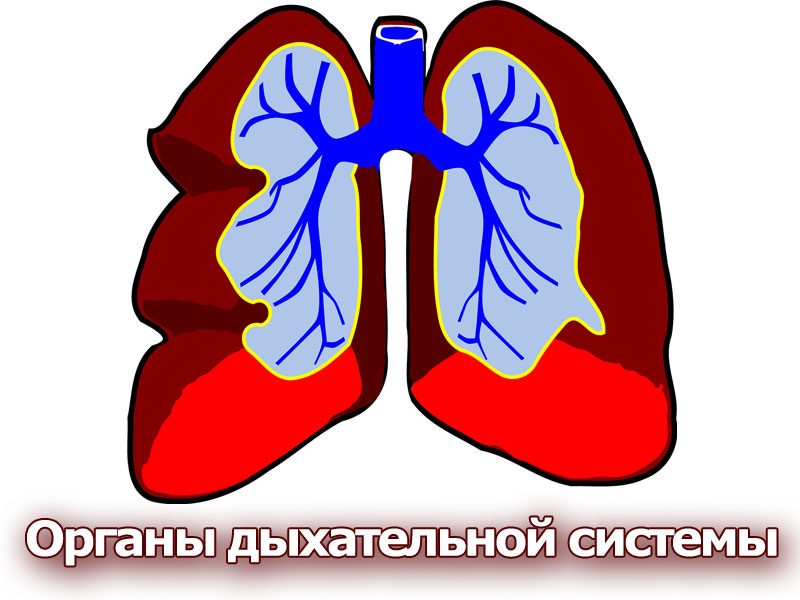 Презентация к уроку биологии на тему Органы дыхательной системы