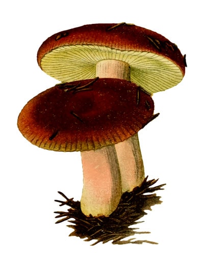 mushrooms1 small