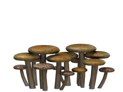 mushrooms5 small