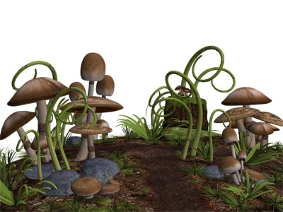mushrooms6 small