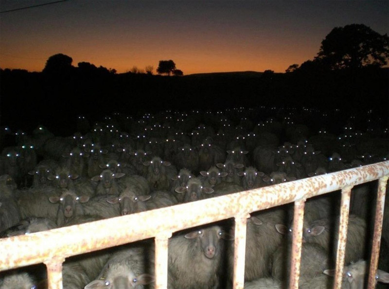 Стадо овец, сфотографированное со вспышкой