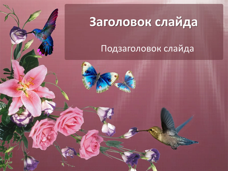 Цветы, бабочки и птицы - шаблон для создания презентаций к урокам биологии