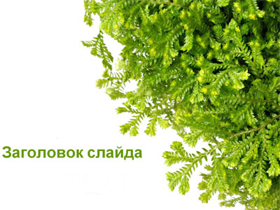 Зеленый куст, тема для создания презентации