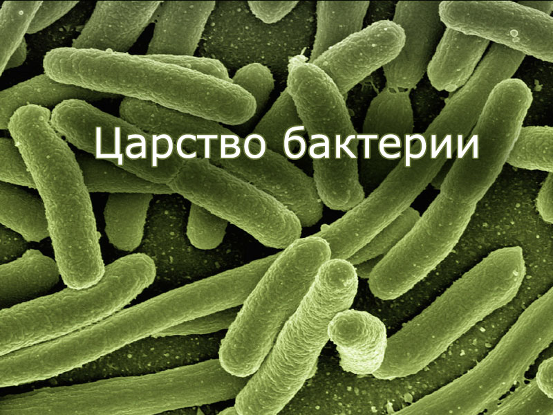 Царство бактерии - презентация для урока биологии