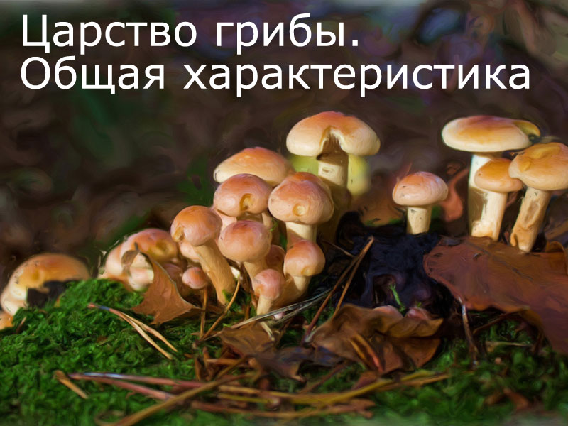 Царство грибы. Общая характеристика - презентация для урока биологии