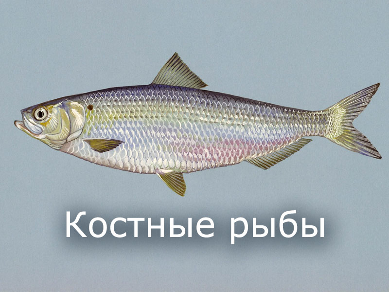 Костные рыбы - презентация к уроку биологии
