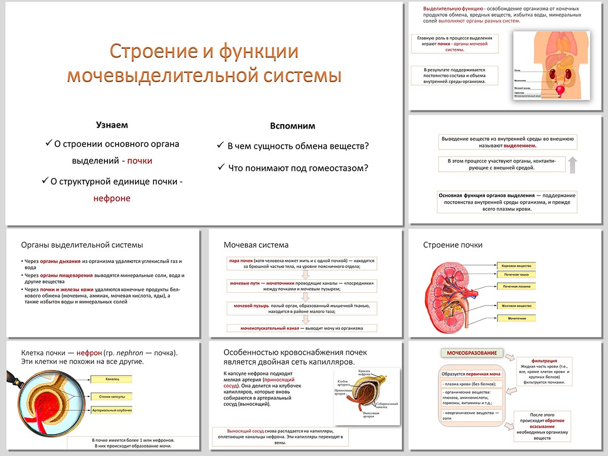 мочевыделительная система презентация