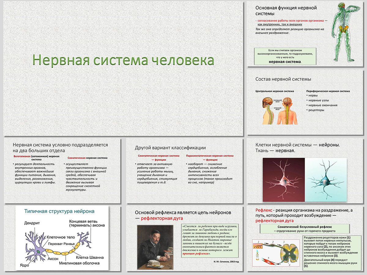 презентация на тему нервная система человека