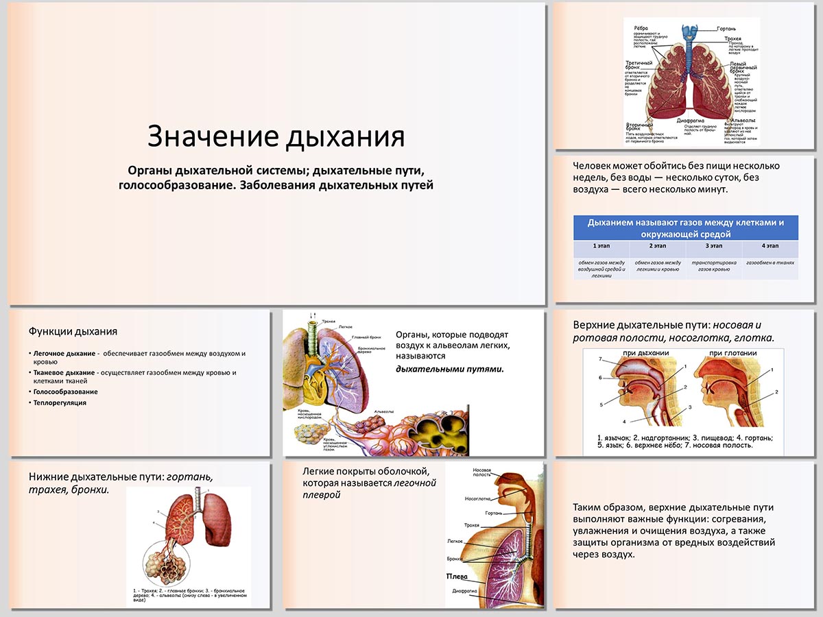 дыхание человека презентация