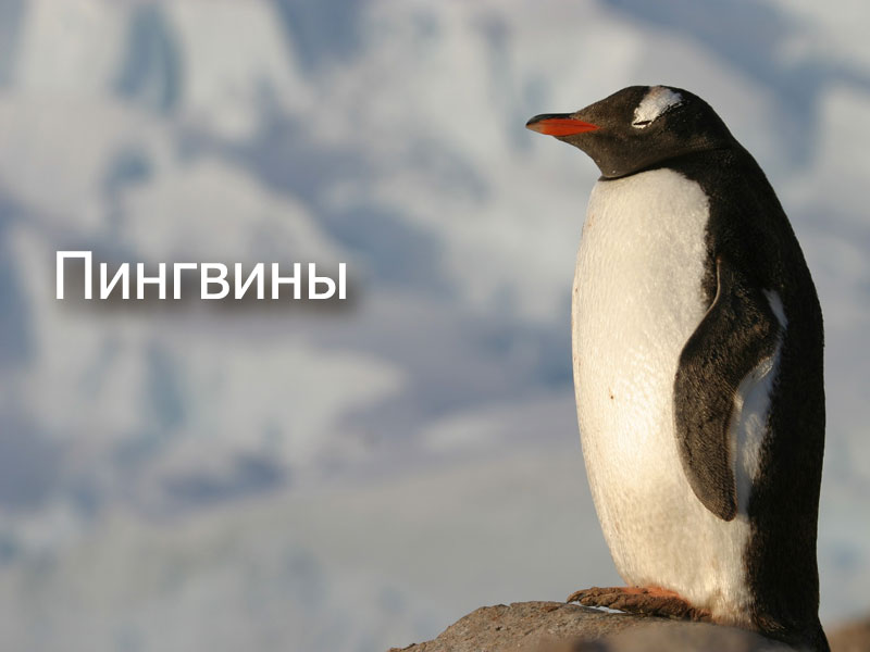 Пингвины - презентация с сайта https://presentation-creation.ru/