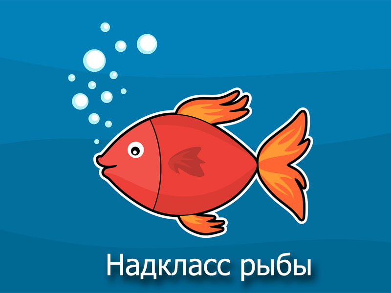 Надкласс рыбы - презентация по биологии
