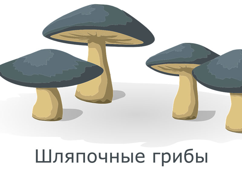 Шляпочные грибы - презентация к уроку биологии