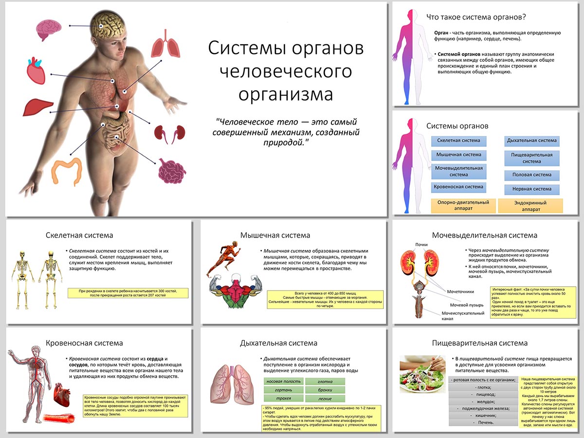 Системы органов человека - презентация к уроку 