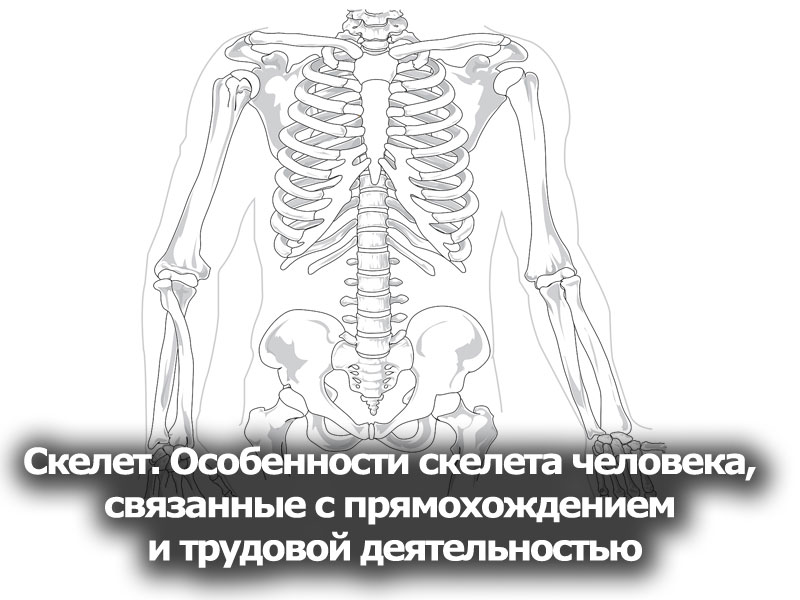 Презентация к уроку биологии на тему Скелет. Особенности скелета человека, связанные с прямохождением и трудовой деятельностью