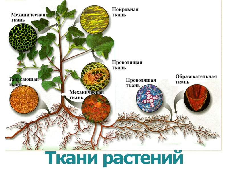 Ткани растений - презентация к уроку биологии