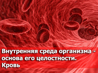Презентация по биологии на тему «Внутренняя среда организма - основа его целостности. Кровь»