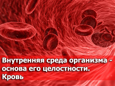 Теле среда 4. Внутренняя среда организма основа его. Основа крови. Внутренняя среда организма конспект. Жидкие среды организма картинки.