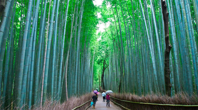 Леса Японии