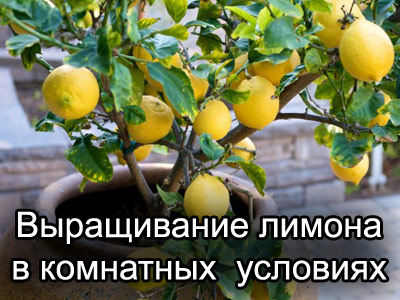 лимон, выращенный в комнатных условиях