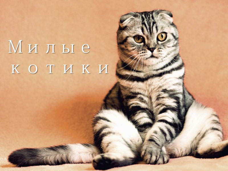 Презентация про котят с сайта https://presentation-creation.ru/